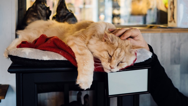 Ingwer-Vollblutkatze, die auf einer Couch in einem Katzencafé liegt. Männliche Hand streichelt ein Haustier
