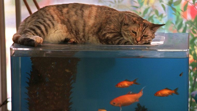 Katze auf dem Aquarium