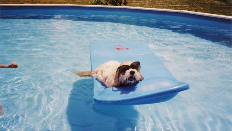 Hund schwimmend