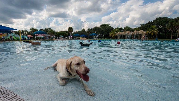Tan Dog sitzt vor einem Pool mit einer schönen Szene mit Wolken und Wasser im Hintergrund. Der Hund sieht glücklich aus, wenn seine Zunge herausragt und seine Pfote auf dem Boden des flachen Beckens liegt.