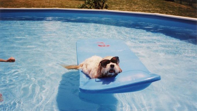 Hund auf einem Floß im Pool