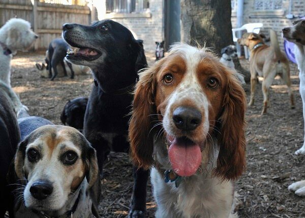 Large group of dogs (about 15) milling around in outside playlot of doggie day care facility. Some dogs are looking in the camera. Breeds: "Brittany Spaniel" center looking in camera in center; "Beagle" on left; "Labrador" in middle