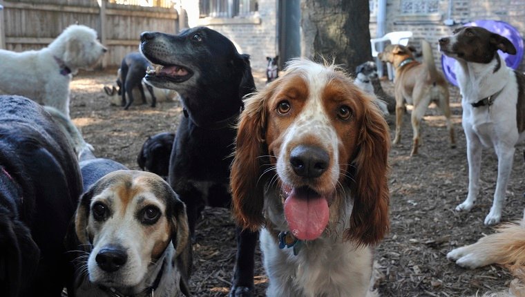 Large group of dogs (about 15) milling around in outside playlot of doggie day care facility. Some dogs are looking in the camera. Breeds: "Brittany Spaniel" center looking in camera in center; "Beagle" on left; "Labrador" in middle