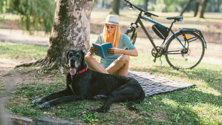 Mitte der erwachsenen Frau, die den Sommertag mit ihrem Hund, Deutsche Dogge, im Park genießt. Sie sitzen auf einer Decke und eine Frau liest ein Buch.