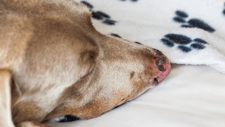 Close up of a sunburn injury in a dog nose