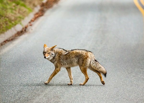 Coyote while crossing the street into Sequoia National Park