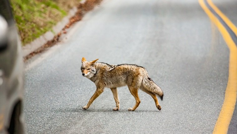 Coyote beim Überqueren der Straße in den Sequoia National Park