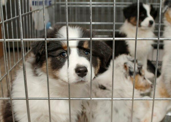 sad puppy stares at you through cage