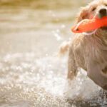 Dog Breed Swimming 1