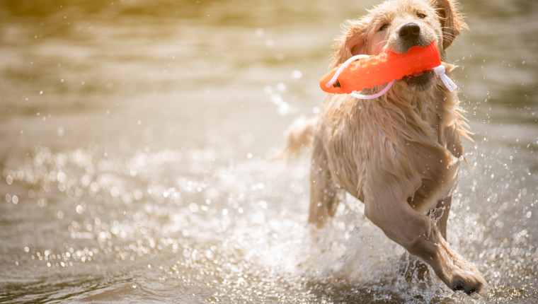 Dog Breed Swimming 1