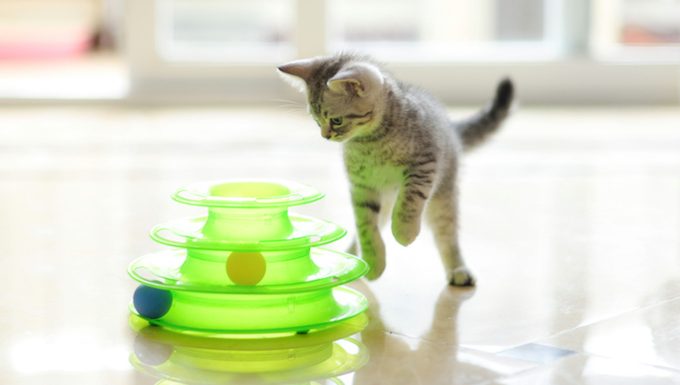 Katze spielt mit Spielzeug