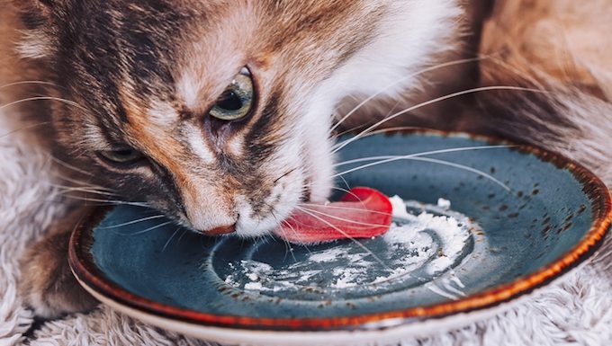 Katze leckt Sahne vom Teller