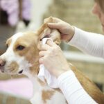 owner cleaning dogs ears