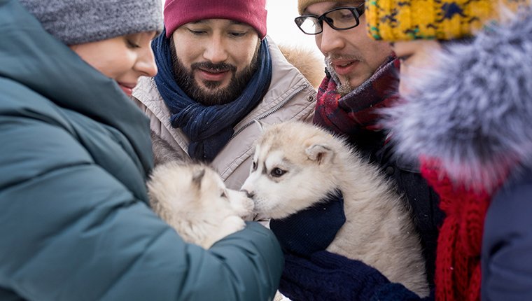 Alaskan Malamute Welpen treffen sich im Winter mit Menschen