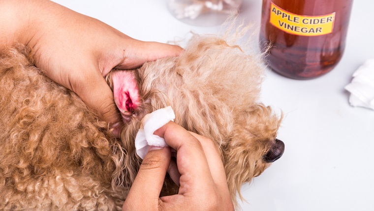 Person, die entzündetes Ohr eines Hundes mit Apfelessig mit Wattestäbchen reinigt, das antibakterielle und antimykotische Eigenschaften hat