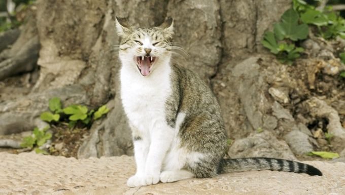 Katze zeigt Zähne