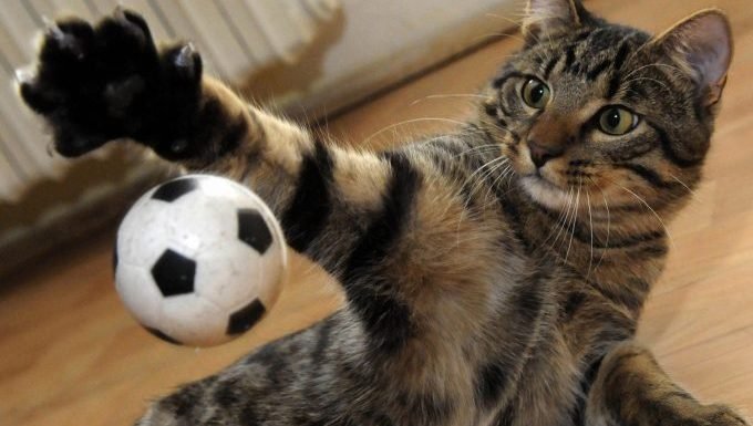 Katze spielt mit Ball