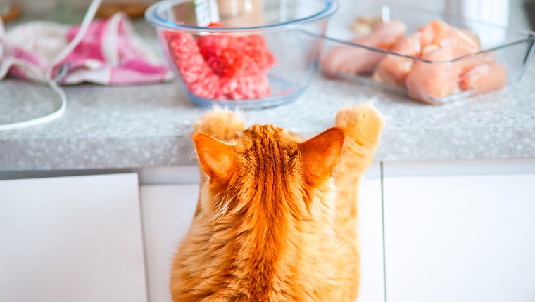 Maine-Coon-Katze, die rohes Fleisch auf dem Küchentisch betrachtet
