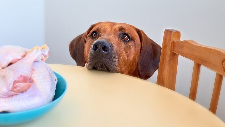 Hund sitzt hinter dem Küchentisch und betrachtet rohes Hühnerfleisch Hund bettelt um Nahrung Hungriger Hund wartet auf Nahrung