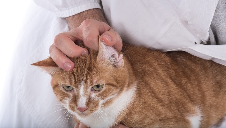 Tierarzt untersucht das Ohr einer Katze