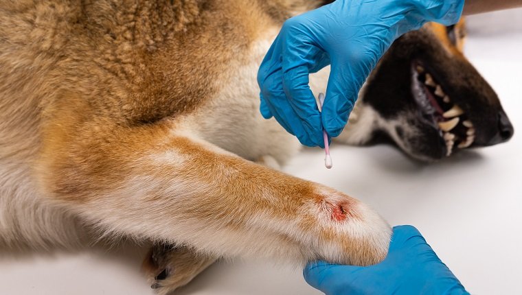 Der Tierarzt behandelt die Wunde an der Pfote des Hundes. Behandlungshunde haben den Tierarzt. Platz kopieren.