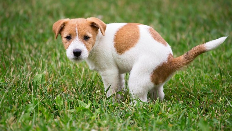 Süßer Jack Russell Terrier-Hundewelpe, der seine Toilette tut, kackt
