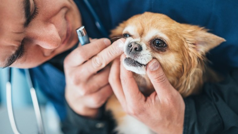Tierarzt untersucht Chihuahua-Hundezähne in der Tierklinik