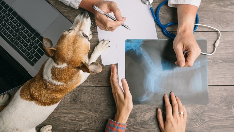 Tierarztbesuch mit Hund Jack Russell Terrier. Arztschreibtisch von oben. Röntgenberatung. Professionelle medizinische Tierbetreuung