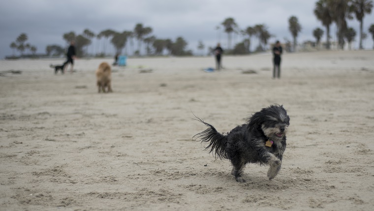 Havaneser Hund läuft am Hundestrand, San Diego, Kalifornien.