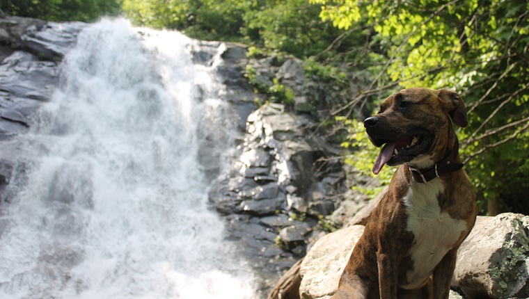 Wunderschöner Pitbull-Boxer-Mix-Hund, der sich von seiner Wanderung neben einem der vielen schönen Wasserfälle im Shenandoah-Nationalpark in Virgnia entspannt