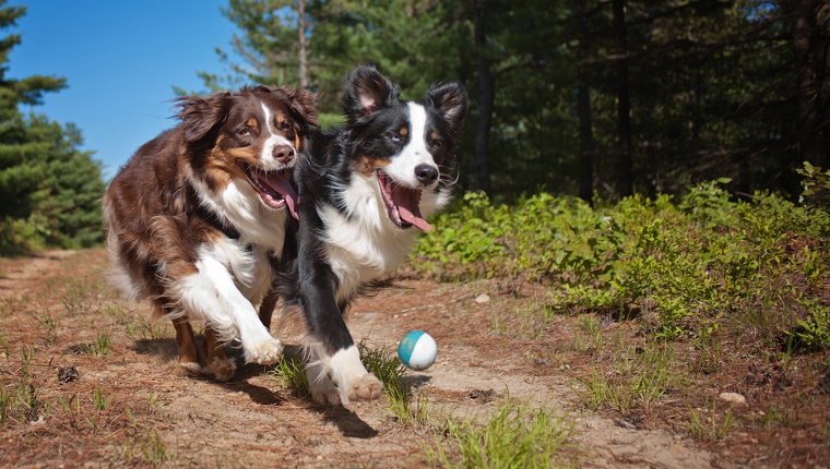 Zwei australische Schäferhunde spielen an einem sonnigen Tag im Wald Ball.