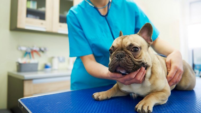 Weiblicher Tierarzt, der Hund in der Veterinärchirurgie untersucht