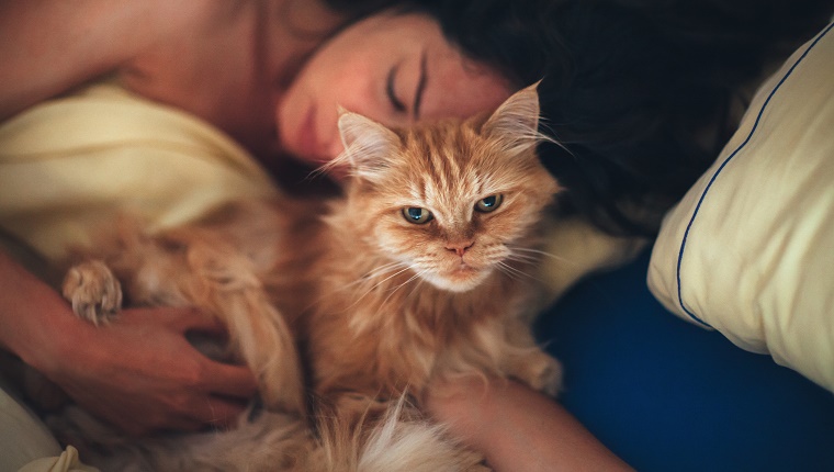 Der Schlafplan Ihrer Katze ist Ihr neuer Schlafplan