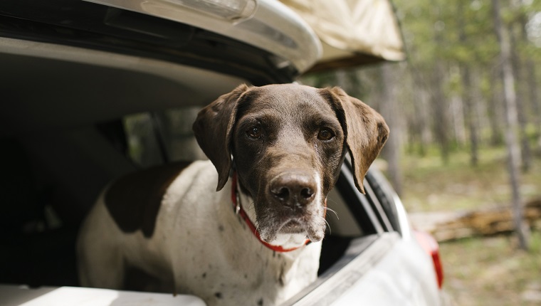 Deutscher Kurzhaariger Vorstehhund im Kofferraum auf Camping, Wasatch-Cache National Forest