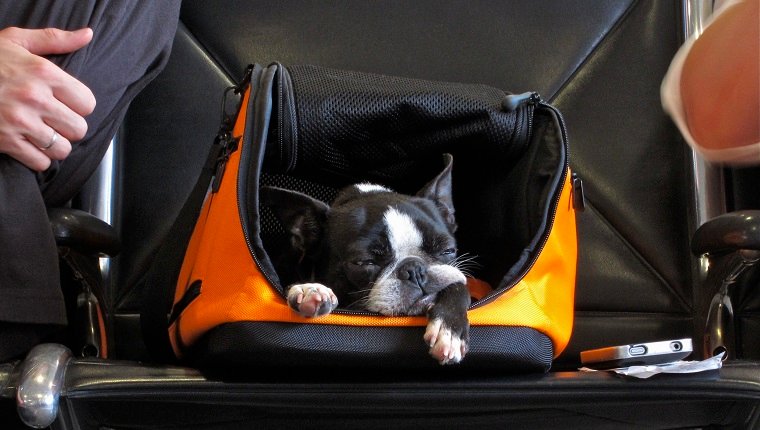 Hund wartet in seinem Handgepäck-Container am Flughafen in Atlanta, Georgia.