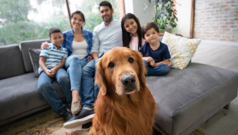 Porträt des schönen Golden Retriever und der Familie, die auf der Couch im Hintergrund sitzen, die alle in die Kamera gerichtet sind und sehr glücklich lächeln
