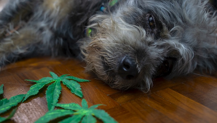 Der Hund saß und frisst das Cannabis-Sativa-Unkrautblatt.