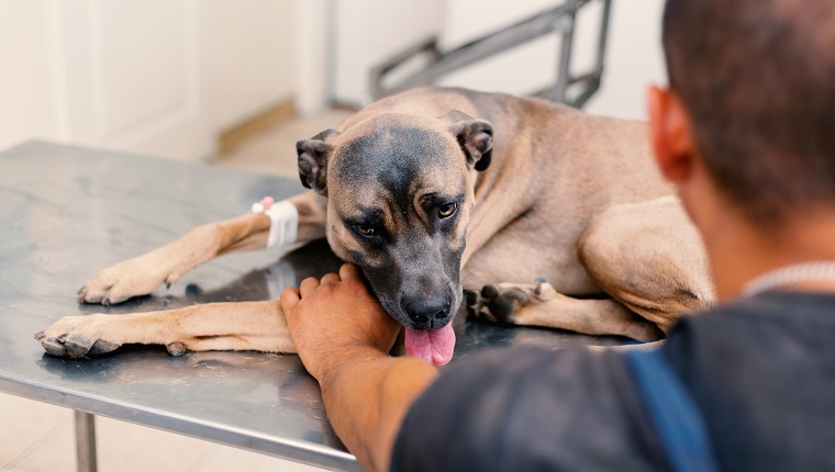 Kranker Hund liegt auf dem Tierarzttisch und wird von seinem Besitzer umarmt. Tier fühlt sich bei Behandlung nicht wohl.
