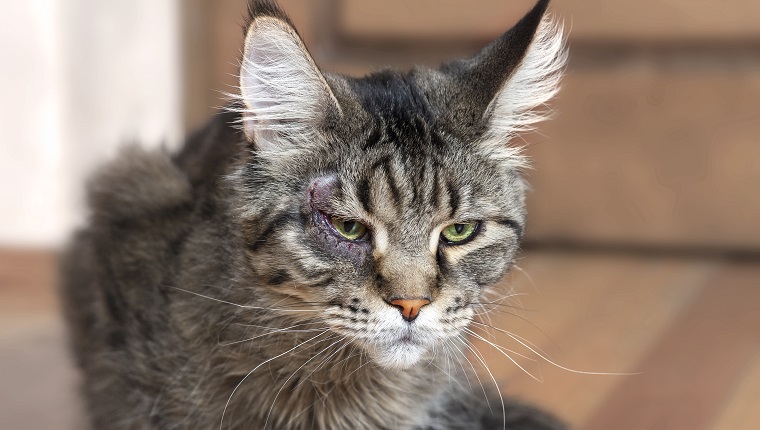 Nahaufnahme Porträt der Katzen-Maine-Coon-Rasse, mit Operation am Auge, Entropium. Wiederherstellungsprozess, gutes Ergebnis. Großes und flauschiges Hauskätzchen mit grünen Augen. Drinnen, Platz kopieren.