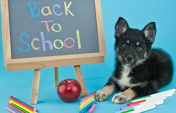 dog sitting next to "back to school" message on blackboard
