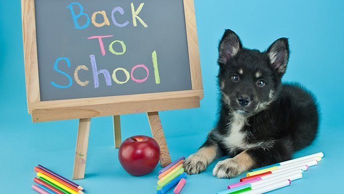 dog sitting next to "back to school" message on blackboard