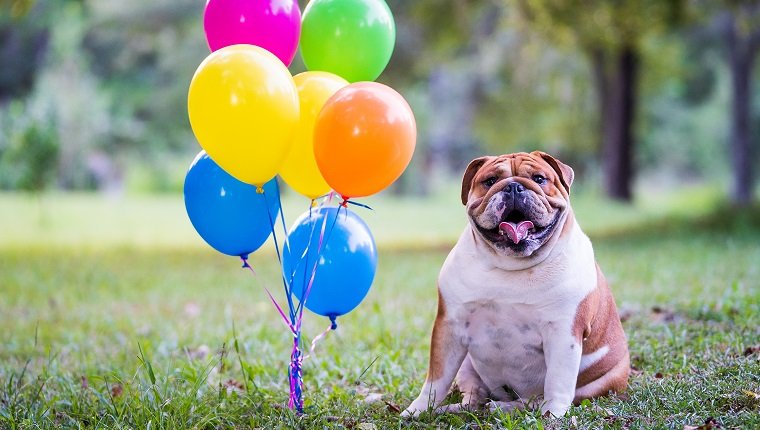 Bulldog And Balloons