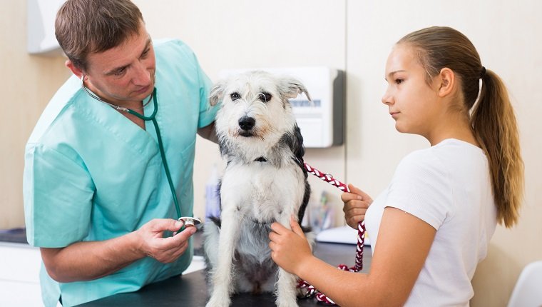 Veterinarian man examines a dog in a veterinary clinic