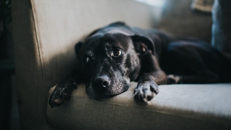 Süßer schwarzer Hund, entspannt auf einem Sofa.