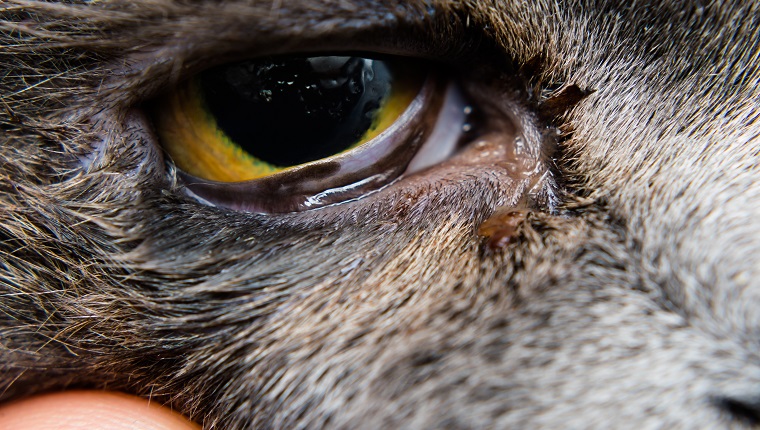 Britisch Kurzhaar Katzenrasse mit Entropium