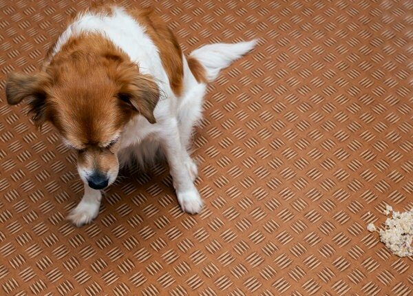 Dog vomit in the living room on the floor, sick dog vomitted to cure itself closeup