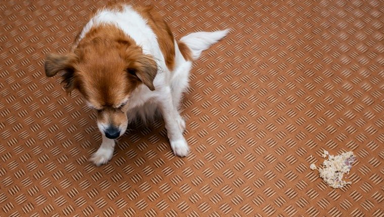 Hund erbrach sich im Wohnzimmer auf dem Boden, kranker Hund erbrach sich, um sich zu heilen, Nahaufnahme