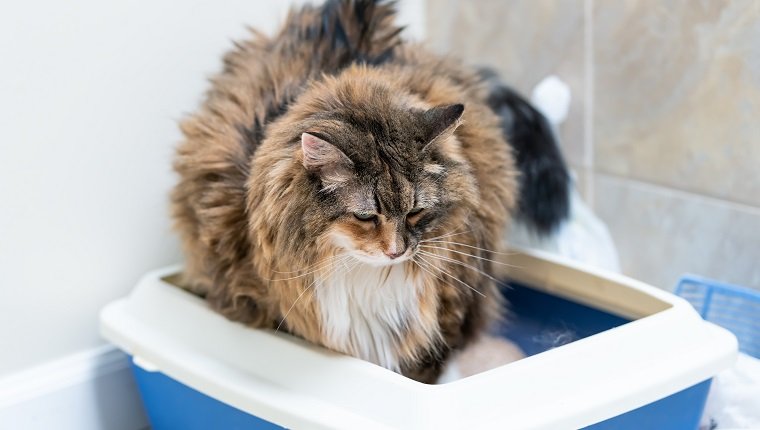 Nahaufnahme von Kaliko Maine Coon Katze übergewichtig verstopft nach Megakolon, krank versucht, in blauer Katzentoilette auf die Toilette zu gehen, traurig nach unten schauend
