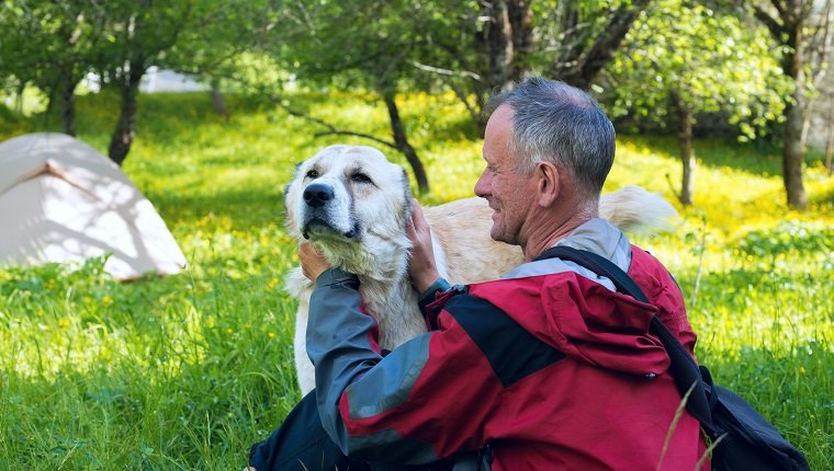 Glücklicher Reisender spielt mit großem Hirtenhund neben dem Zelt auf einer Wiese inmitten von üppigem Gras, Feldblumen und grünen Bäumen an einem wunderschönen sonnigen Tag. Reisen Sie in einem Frühlingsgebirge.