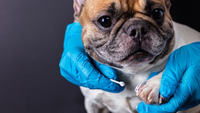 Veterinärmedizin auf Wundpfote Französische Bulldogge